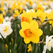 Low price Daffodil bulbs - End of season offers